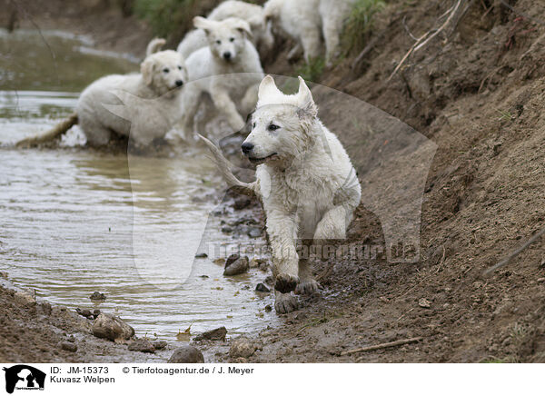 Kuvasz Welpen / JM-15373