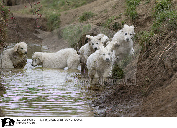 Kuvasz Welpen / JM-15375