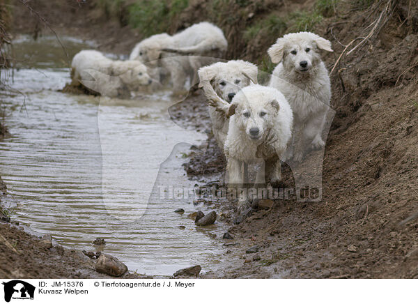 Kuvasz Welpen / JM-15376