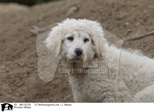Kuvasz Welpe / Kuvasz Puppy / JM-15378