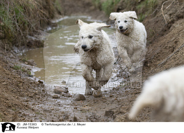 Kuvasz Welpen / JM-15383