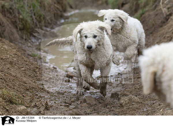 Kuvasz Welpen / JM-15384