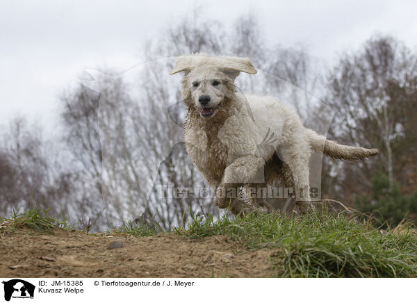 Kuvasz Welpe / Kuvasz Puppy / JM-15385