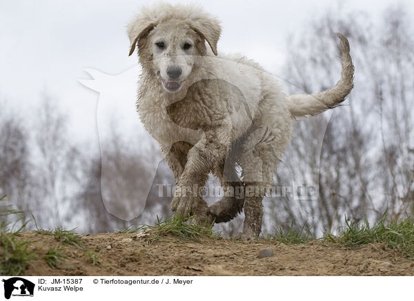 Kuvasz Welpe / Kuvasz Puppy / JM-15387