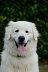 Kuvasz Portrait