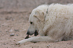 Kuvasz