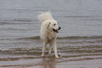 Kuvasz