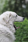 Kuvasz Portrait