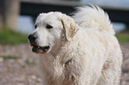 Kuvasz Portrait