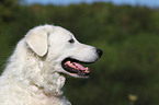 Kuvasz Portrait