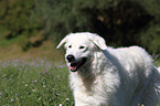 Kuvasz Portrait