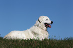 liegender Kuvasz