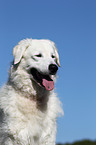 Kuvasz Portrait