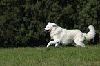 rennender Kuvasz