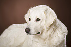 Kuvasz Kopf