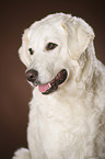 Kuvasz Kopf