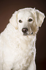 Kuvasz Kopf