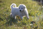 Kuvasz Welpe