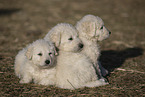 Kuvasz Welpen