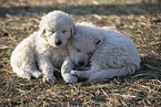 Kuvasz Welpen