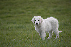 Kuvasz Welpe