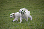 Kuvasz Welpen