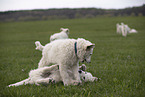 Kuvasz Welpen