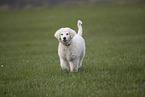 Kuvasz Welpe