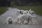 Kuvasz Welpen