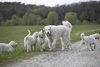 Kuvasz