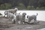 Kuvasz