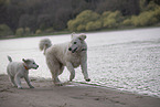 2 Kuvasz