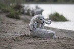 Kuvasz Welpen