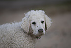 Kuvasz Welpe