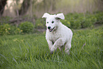 Kuvasz Welpe