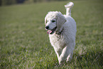 Kuvasz Welpe