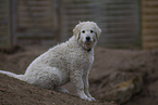 Kuvasz Welpe