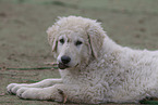 Kuvasz Welpe