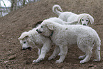 Kuvasz Welpen