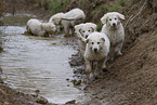 Kuvasz Welpen