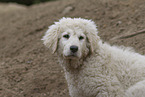 Kuvasz Welpe