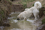 Kuvasz