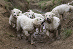 Kuvasz Welpen