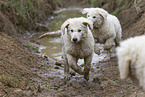 Kuvasz Welpen