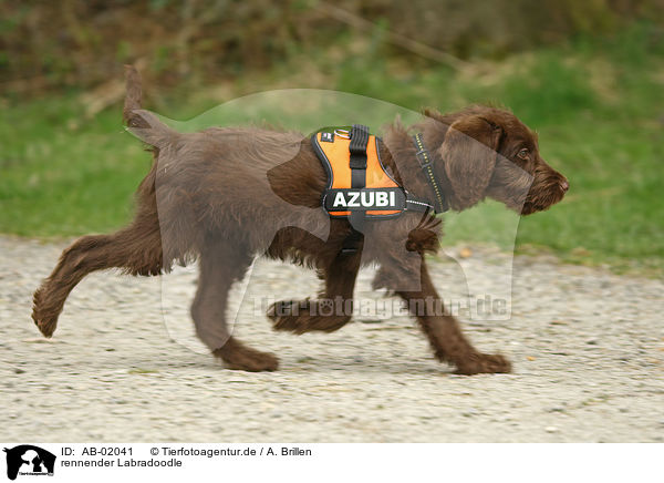 rennender Labradoodle / running Labradoodle / AB-02041