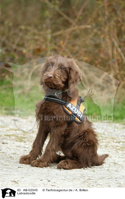 Labradoodle / Labradoodle / AB-02045