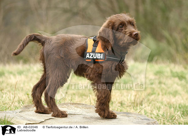 Labradoodle / Labradoodle / AB-02046