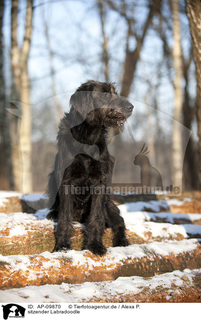 sitzender Labradoodle / sitting Labradoodle / AP-09870