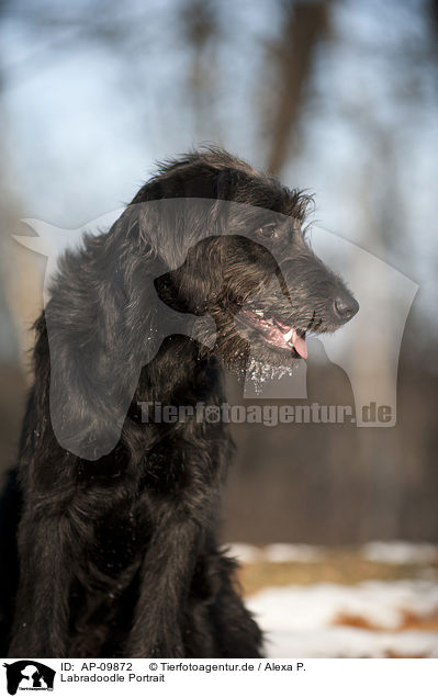 Labradoodle Portrait / Labradoodle Portrait / AP-09872