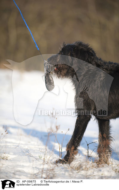 spielender Labradoodle / playing Labradoodle / AP-09875